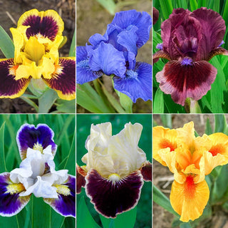 Dwarf Bearded Iris Collection